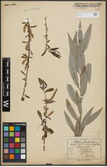 Foto von Salix alba L.